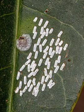 White Mango Scale Insect Stock Photos