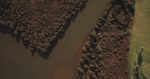 White mangroves from the air Video stock 65205120