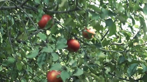 A white man’s hand picked one red apple from the tree Stock Footage 118829216