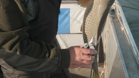 White man's hands hold large fish and cut its fins. Fishing as man's hobby. Man Stock Footage 124855880