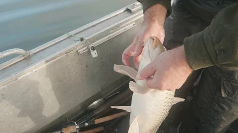 White man's hands hold large fish and cut its fins. Fishing as man's hobby. Man Stock Footage 124856156