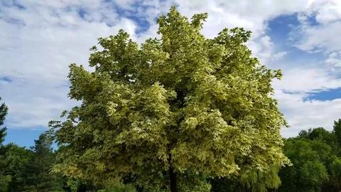 White Maple tree Stock Footage 91232693
