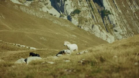 White mare and herd on alpine pasture by striated limestone cliffs Stock Footage 327013562