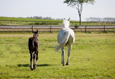 White mare with foal Stock Photos