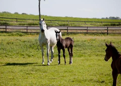 White mare with foal Photos
