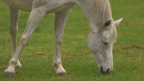 White mare standing and grazing grass in a green lawn on a sunny day in spring Stock Footage 108577137