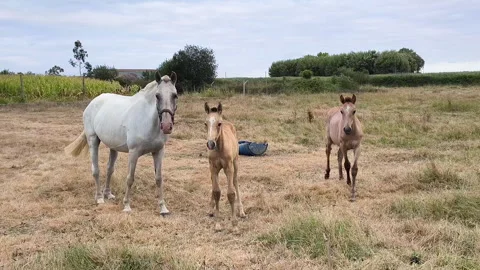 White mare standing with two young foals in a peaceful rural pasture, horse 库存影片 342967951