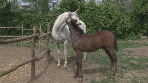 White mares with foals Stock Footage 50229742