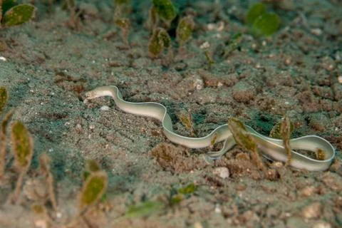 White-Margin Moray Eel hunting - Gymnothorax albimarginatus Foto stock