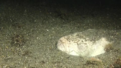 White margin stargazer motionless on sandy bottom during night, suddenly Video stock 163405861