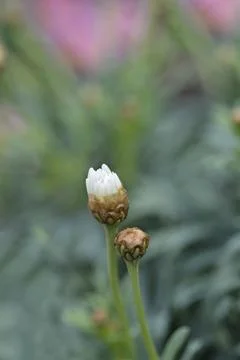 White Marguerite daisy Stock Photos