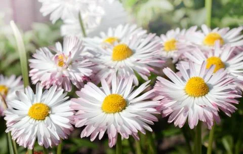 White marguerites Stock Photos