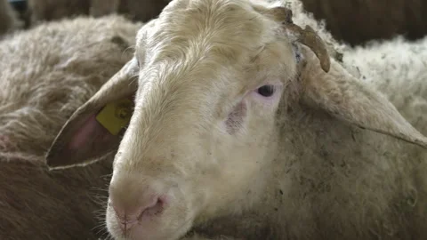 White Maritsa Lamb In Farm Pen Stock Footage 340321136