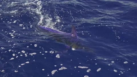 White Marlin on Surface in Slow Motion Stock Footage 146472116