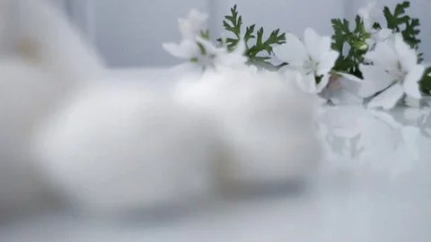 White marshmallow on a white background, white flowers, slow motion, close-up Stock Footage 126837639