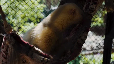White marten lies in a hammock inside the cage Stock Footage 111570932
