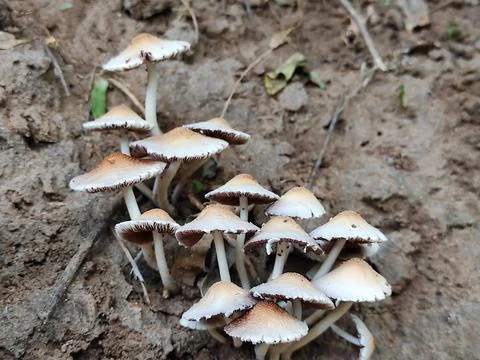 White Mashroom Stock Photos