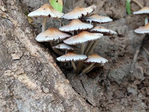 White Mashroom Stock Photos