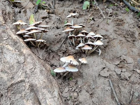 White Mashroom Stock Photos