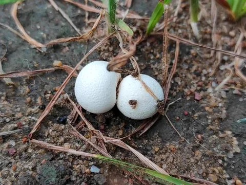 White Mashroom Stock Photos