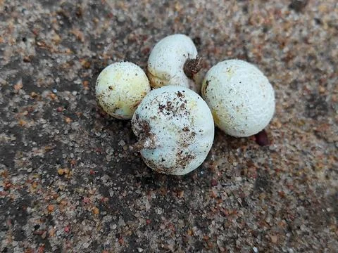 White Mashroom Stock Photos
