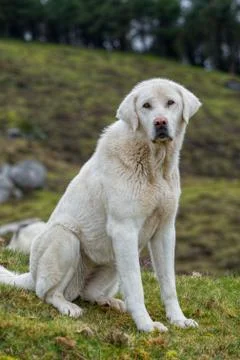 White mastiff Stock Photos