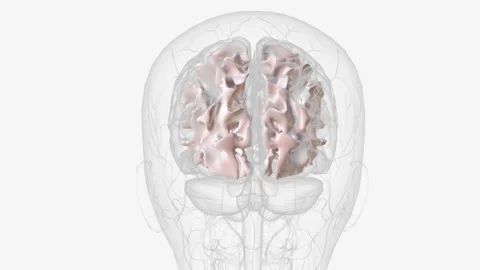 White matter is made up of a large network of nerve fibers (axons) in your brain Stock Footage 271052634