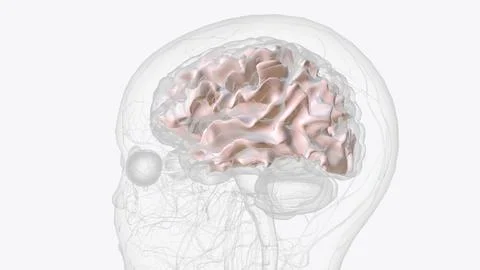 White matter is made up of a large network of nerve fibers (axons) in your .. Stock Illustration