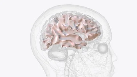 White matter is made up of a large network of nerve fibers (axons) in your .. Stock Illustration
