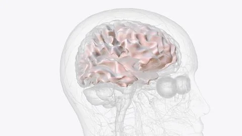 White matter is made up of a large network of nerve fibers (axons) in your .. Stock Illustration