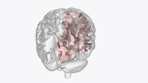 White matter of right hemisphere Stock Illustration