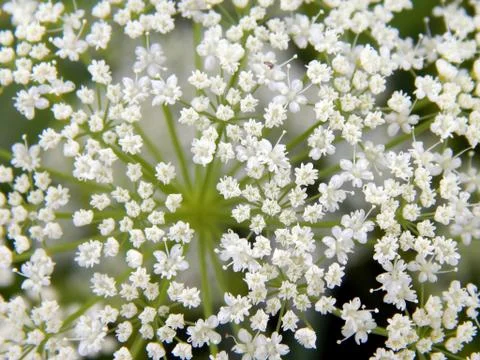 White meadow flowers close-up Stock Photos