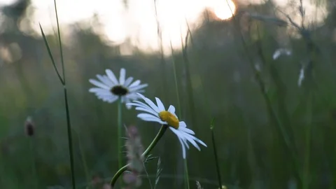 White meadow flowers with sunset in the background. Stock Footage