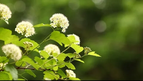 White meadowsweet flowers in the rain Stock Footage 7649286