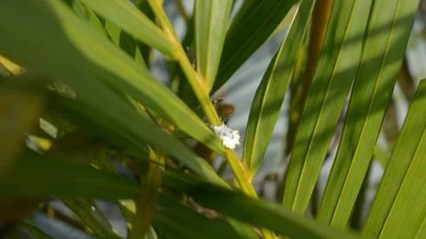 White Mealybug Pest Crawling on Green Palm Leaves Video stock 343519317