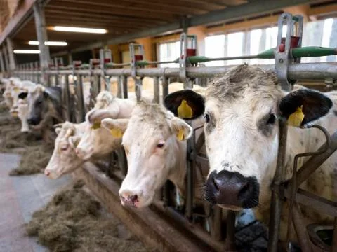 White meat cows inside barn on farm in holland Stock Photos