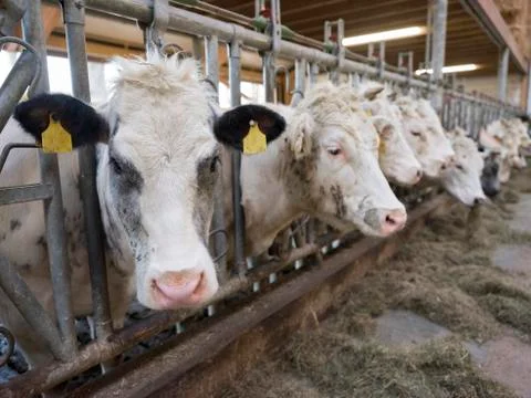 White meat cows inside barn on farm in holland Stock Photos