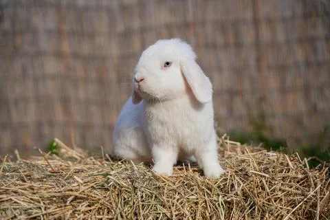 White medium-sized lop-eared rabbit ram sits on dry grass on a sunny day Stock Photos