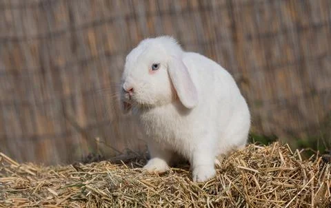 White medium-sized lop-eared rabbit ram sits on dry grass on a sunny day  Stock Photos