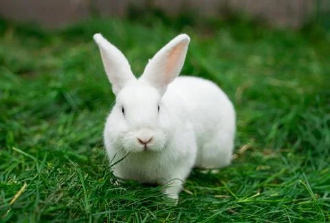 White medium-sized rabbit pannon ram sits on green grass Stock Photos