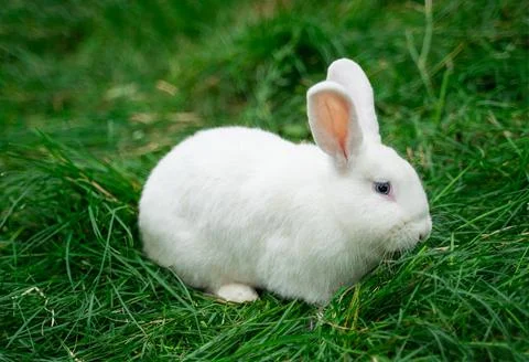 White medium-sized rabbit pannon ram sits on green grass on a sunny day Photos