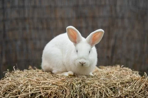 White medium-sized rabbit pannon ram sits on dry grass on a sunny day before  Stock Photos