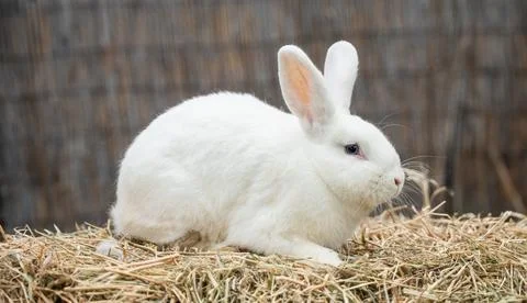White medium-sized rabbit pannon ram Stock Photos