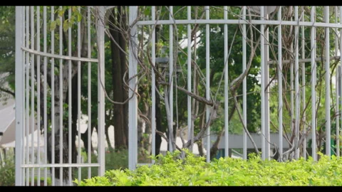 White Metal Fence with Twining Vines and Green Bush Stock Footage 331009727