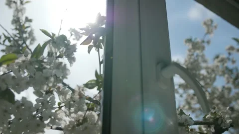 White metal-plastic window. Behind the glass is a flowering branch of a cherry. Stock-Footage 187780538