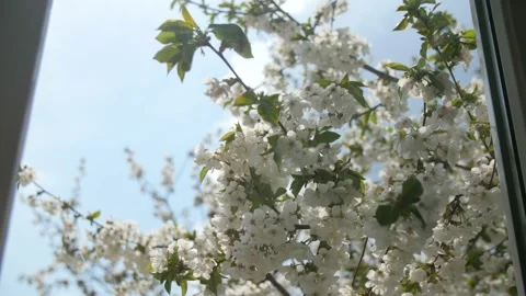 White metal-plastic window. Behind the glass is a flowering of a cherry tree. Stock Footage 189239041