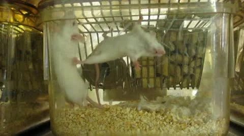 White Mice 1 Video stock 10678784