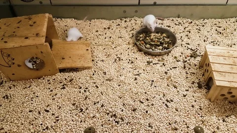 White mice in cage Stock Footage 82264656