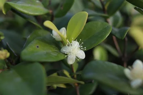 White Micky Mouse flower blooming on branches. Stock Photos