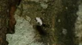 White Micrathena (Micrathena mitrata) Spider 1 HD Footage